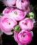 Beautiful Pink Ranunculus Buttercups Bunch for Wedding Valentine and Celebrations