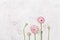 Beautiful pink ranunculus flowers on white table top view. Floral border in pastel color. Wedding mockup in flat lay style.