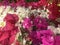 Beautiful pink red blooming, Bright pink red  flowers as a floral background,Bougainvillea flowers texture