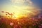 Beautiful pink and red cosmos flower field with sunset.