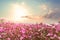 Beautiful pink and red cosmos flower field with sunshine