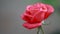 Beautiful pink red flowers with water drops in the garden. Rose in the rain dew, close up, dynamic scene, toned video