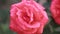 Beautiful pink red flowers with water drops in the garden. Rose in the rain dew, close up, dynamic scene, toned video