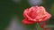 Beautiful pink red flowers with water drops in the garden. Rose in the rain dew, close up, dynamic scene, toned video