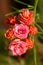 Beautiful and pink red room flowers