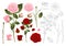 Beautiful Pink and Red Rose Outline - Rosa. Valentine Day. Vector Illustration