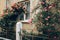 beautiful pink and red roses on white fence at old house in street countryside. provence. floral alley. springtime. space for text