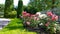 Beautiful pink, red and white nostalgic roses in the park. Flowerbed with shrub rose. Thuja topiary cone shaped on the background