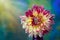 Beautiful pink, red and yellow Dahlia flower closeup