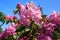 Beautiful pink Rhododendron.