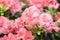 Beautiful pink rhododendron tree blossoms. Azalea in nature. Closeup Pink Desert Rose flower.