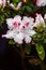 Beautiful pink rhododendron tree blossoms. Azalea in nature. Closeup Pink Desert Rose flower.