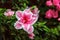 Beautiful pink rhododendron tree blossoms. Azalea in nature. Closeup Pink Desert Rose flower.