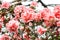 Beautiful pink rhododendron tree blossoms. Azalea in nature. Closeup Pink Desert Rose flower.