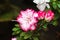 Beautiful pink rhododendron tree blossoms. Azalea in nature. Closeup Pink Desert Rose flower.