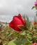 Beautiful Pink rose Beneathe The Clouds