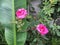 Beautiful pink rose blooming in the garden. Nature background.