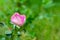 Beautiful pink rose with blurred green background. Wedding and love concept