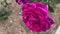 Beautiful pink rose on a blurry ground background