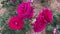 Beautiful pink rose on a blurry ground background