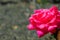 A beautiful pink rose with a bright grey blurry background