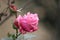 Beautiful pink rose with buds