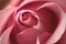 Beautiful pink rose closeup. Coral tender rose