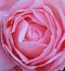 Beautiful Pink Rose Closeup Patels