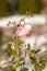 Beautiful pink rose covered first snow