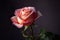 Beautiful pink rose on a dark background, close-up. Generative AI.