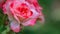 Beautiful pink rose with dark fringing of petals wet after rain. Drops of dew on petals of garden rose against setting sun