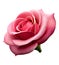 beautiful pink rose with delicate petals on a transparent background