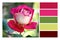 Beautiful pink rose flower on faded blurry green background in a Color palette Swatches