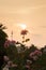 Beautiful pink rose in flower garden at sunset.