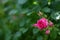 Beautiful pink rose flower in summer garden