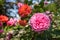 Beautiful pink rose flower on unfocused background. Blooming roses in summer garden. Floral love and romance symbol.