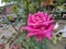 Beautiful Pink rose flower very beautiful and preety