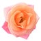 Beautiful Pink Rose Flower on the White Background