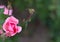 Beautiful pink rose in a garden