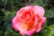 Beautiful pink rose in the garden is ready for Valentine`s Day.