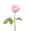 Beautiful pink rose on long stalk with leaves, isolated on white
