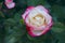 Beautiful Pink Rose Over Green Leaves Background. Beautiful Botanical Beauty Background.