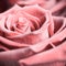 Beautiful pink rose. Perfect background for a greeting card