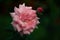 Beautiful pink rose, photographed in the garden