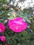 beautiful pink rose with raindrops in the blur background