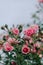 A beautiful pink rose with small numerous buds on a branch in the blue sky. Pink Floral background