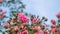 A beautiful pink rose with small numerous buds on a branch in the blue sky. Pink Floral background