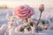 beautiful pink rose in the snow on frosty day