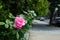 Beautiful Pink Rose during Spring along an Empty Neighborhood Sidewalk in Astoria Queens New York