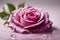 Beautiful pink rose with water droplets macro, floral background, banner with copy space text